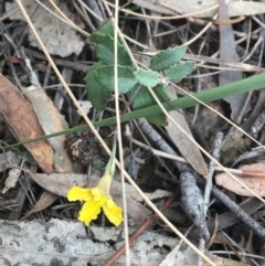 Goodenia hederacea (Ivy Goodenia) at Mount Majura - 31 Aug 2021 by Ned_Johnston