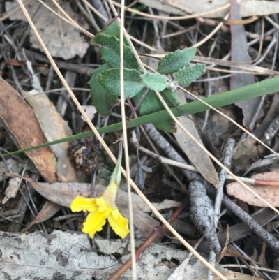 Goodenia hederacea (Ivy Goodenia) at Hackett, ACT - 31 Aug 2021 by Ned_Johnston