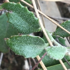 Goodenia hederacea at Hackett, ACT - 31 Aug 2021