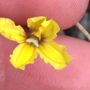 Goodenia hederacea at Hackett, ACT - 31 Aug 2021