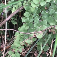 Adiantum aethiopicum (Common Maidenhair Fern) at Mount Majura - 31 Aug 2021 by Ned_Johnston