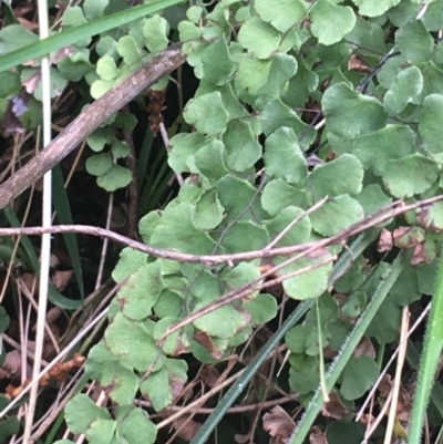 Adiantum aethiopicum (Common Maidenhair Fern) at Mount Majura - 31 Aug 2021 by Ned_Johnston