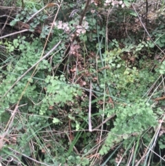 Adiantum aethiopicum at Downer, ACT - 31 Aug 2021