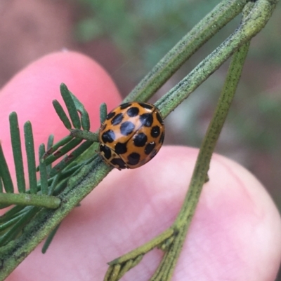 Harmonia conformis (Common Spotted Ladybird) at Hackett, ACT - 31 Aug 2021 by NedJohnston