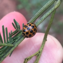 Harmonia conformis (Common Spotted Ladybird) at Hackett, ACT - 31 Aug 2021 by Ned_Johnston