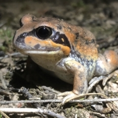 Limnodynastes interioris (Giant Banjo Frog) at Albury - 2 Sep 2021 by DamianMichael