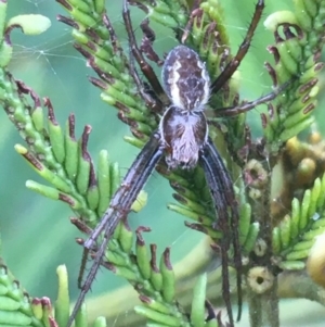 Backobourkia sp. (genus) at Hackett, ACT - 31 Aug 2021