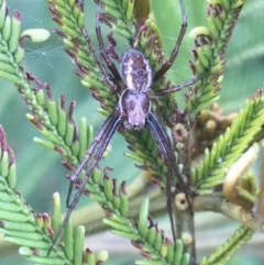 Backobourkia sp. (genus) at Hackett, ACT - 31 Aug 2021