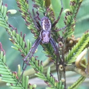 Backobourkia sp. (genus) at Hackett, ACT - 31 Aug 2021