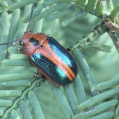 Calomela curtisi (Acacia leaf beetle) at Dryandra St Woodland - 1 Sep 2021 by Ned_Johnston