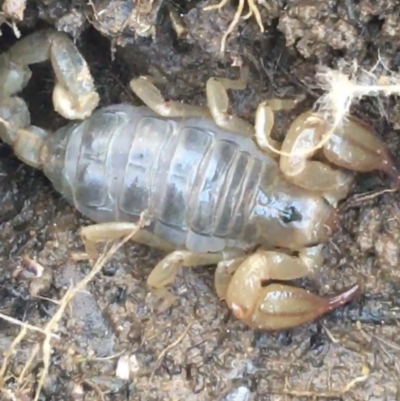 Urodacus manicatus (Black Rock Scorpion) at Dryandra St Woodland - 1 Sep 2021 by Ned_Johnston