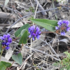 Hardenbergia violacea (False Sarsaparilla) at Kambah, ACT - 3 Sep 2021 by JohnBundock