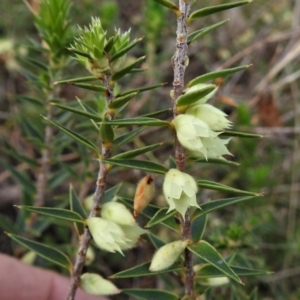 Melichrus urceolatus at Kambah, ACT - 3 Sep 2021