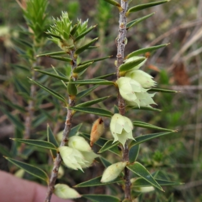 Melichrus urceolatus (Urn Heath) at Mount Taylor - 3 Sep 2021 by JohnBundock