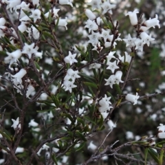 Cryptandra amara (Bitter Cryptandra) at Kambah, ACT - 3 Sep 2021 by JohnBundock