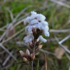 Leucopogon virgatus (Common Beard-heath) at Mount Taylor - 3 Sep 2021 by JohnBundock