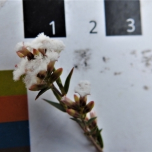 Leucopogon virgatus at Kambah, ACT - 3 Sep 2021