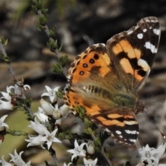 Vanessa kershawi (Australian Painted Lady) at Gigerline Nature Reserve - 26 Aug 2021 by JohnBundock