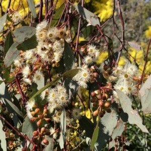 Eucalyptus melliodora at Evatt, ACT - 3 Sep 2021