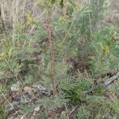 Acacia decurrens (Green Wattle) at Mount Majura - 3 Sep 2021 by abread111