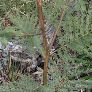 Acacia decurrens at Hackett, ACT - 3 Sep 2021 03:24 PM