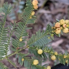 Acacia decurrens at Hackett, ACT - 3 Sep 2021 03:24 PM