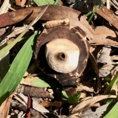 Geastrum sp. (genus) (An earthstar) at Florey, ACT - 3 Sep 2021 by KMcCue