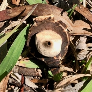 Geastrum sp. at Florey, ACT - 3 Sep 2021