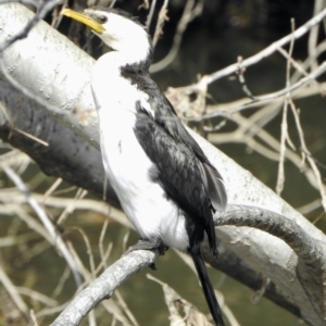 Microcarbo melanoleucos at Evatt, ACT - 3 Sep 2021 10:56 AM