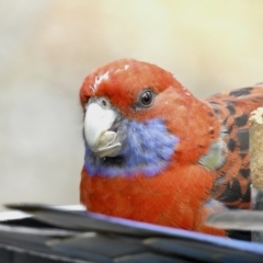 Platycercus elegans (Crimson Rosella) at Aranda, ACT - 3 Sep 2021 by KMcCue