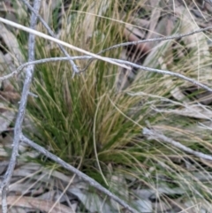 Nassella trichotoma (Serrated Tussock) at Hackett, ACT - 30 Aug 2021 by abread111