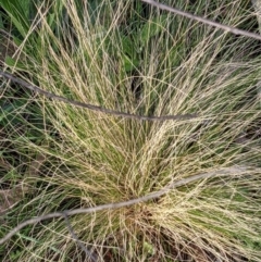 Nassella trichotoma at Hackett, ACT - 30 Aug 2021