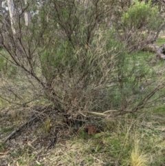 Nassella trichotoma at Hackett, ACT - 30 Aug 2021