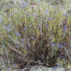 Stypandra glauca (Nodding Blue Lily) at Mount Majura - 3 Sep 2021 by abread111