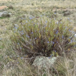 Stypandra glauca at Hackett, ACT - 3 Sep 2021