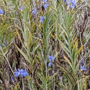 Stypandra glauca at Hackett, ACT - 3 Sep 2021