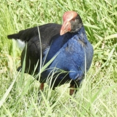 Porphyrio melanotus (Australasian Swamphen) at Evatt, ACT - 3 Sep 2021 by KMcCue