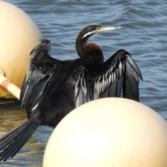 Anhinga novaehollandiae (Australasian Darter) at Belconnen, ACT - 3 Sep 2021 by KMcCue