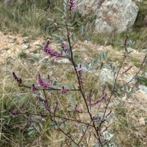 Indigofera australis subsp. australis at Hackett, ACT - 3 Sep 2021