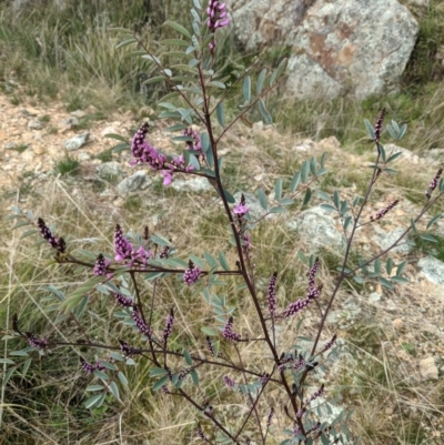 Indigofera australis subsp. australis (Australian Indigo) at Mount Majura - 3 Sep 2021 by abread111