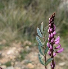 Indigofera australis subsp. australis at Hackett, ACT - 3 Sep 2021