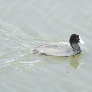 Fulica atra at Belconnen, ACT - 3 Sep 2021 10:12 AM