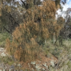 Allocasuarina verticillata (Drooping Sheoak) at Mount Majura - 3 Sep 2021 by abread111