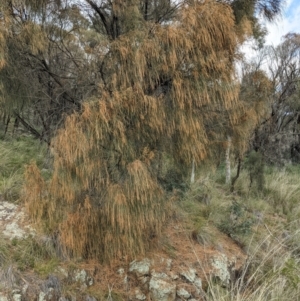 Allocasuarina verticillata at Hackett, ACT - 3 Sep 2021