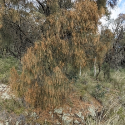 Allocasuarina verticillata (Drooping Sheoak) at Mount Majura - 3 Sep 2021 by abread111