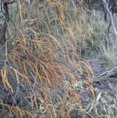 Allocasuarina verticillata at Hackett, ACT - 3 Sep 2021 03:16 PM