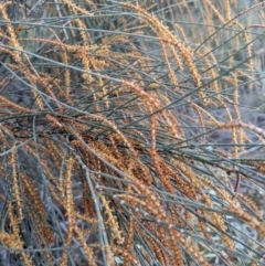 Allocasuarina verticillata at Hackett, ACT - 3 Sep 2021 03:16 PM