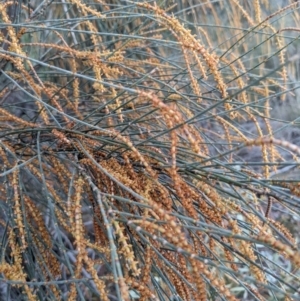 Allocasuarina verticillata at Hackett, ACT - 3 Sep 2021