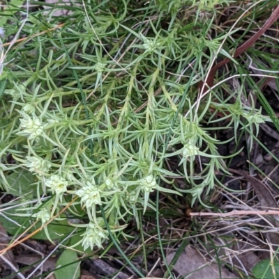 Scleranthus diander (Many-flowered Knawel) at Mount Majura - 3 Sep 2021 by abread111