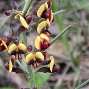 Daviesia genistifolia at Hackett, ACT - 3 Sep 2021